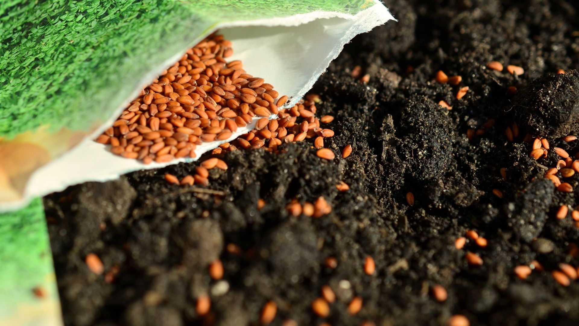 Seed packet spilling seeds on the dirt
