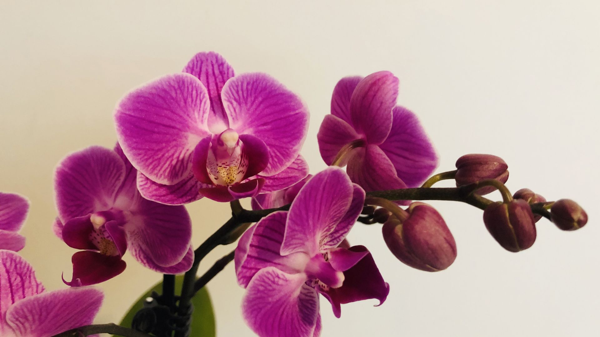 an orchid spray