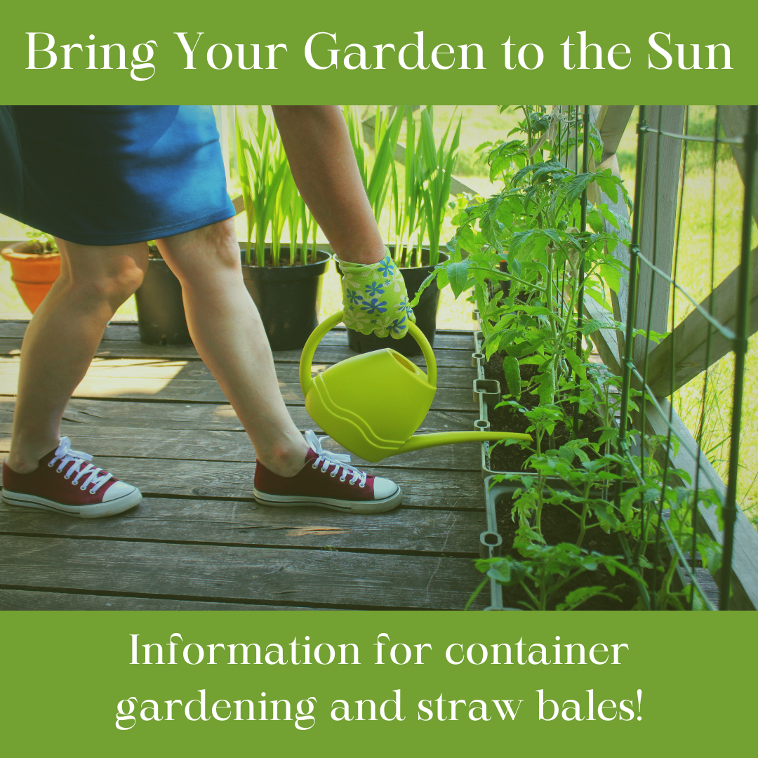 bring your garden to the sun information on container gardening and straw bales and decorative image