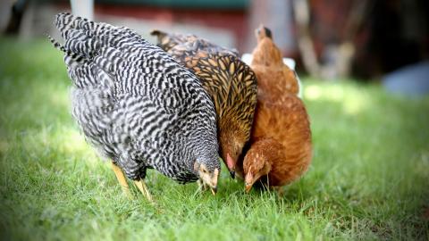 a group of chicken