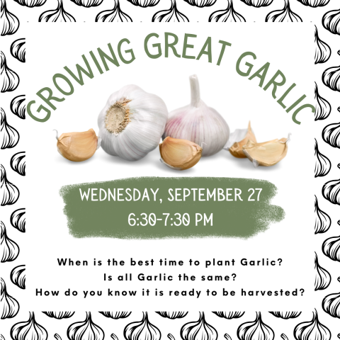 Growing Great Garlic Wednesday, September 27, 6:30-7:30 pm When is the best time to plant garlic? Is all garlic the same? How do you know it is ready to be harvested?