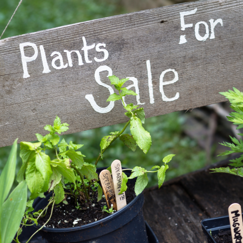 decorative image of plants for sale