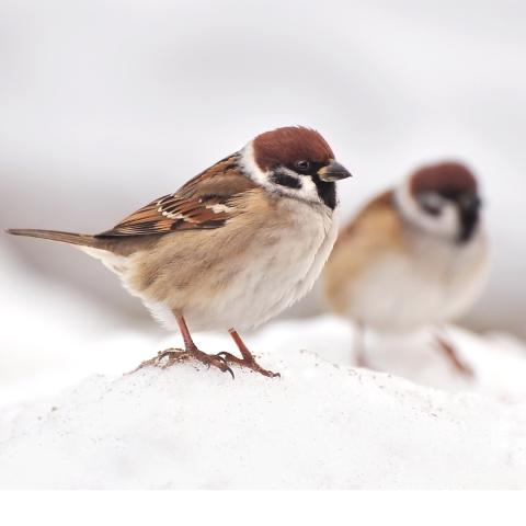 decorative image of birds in snow