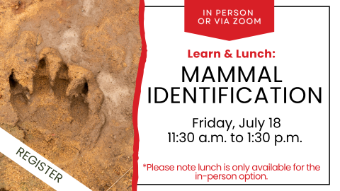lunch and learn graphic