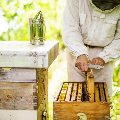 Beekeeping