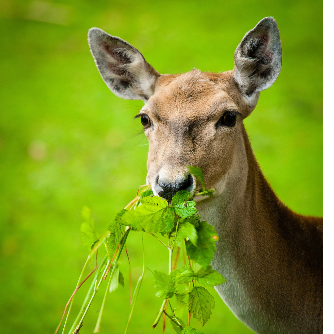 decorative image of deer